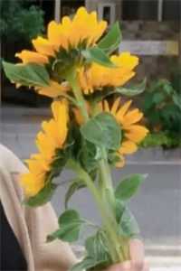 不属于海的风：全文+后续唐栖雾靳沉野最新章节阅读全章节免费在线阅读